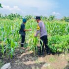 Polsek Bahodopi Dorong Program Lahan Produktif di Desa Dampala