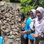 Bangkit dari Kevakuman, BUMDes Sejahtera Sidomakmur Sukses Panen Perdana 3 Ton Ikan Nila
