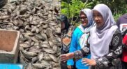 Bangkit dari Kevakuman, BUMDes Sejahtera Sidomakmur Sukses Panen Perdana 3 Ton Ikan Nila