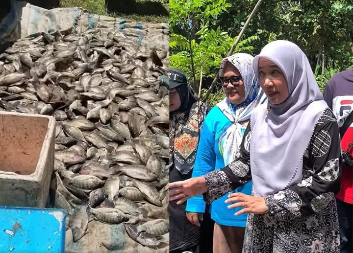 Bangkit dari Kevakuman, BUMDes Sejahtera Sidomakmur Sukses Panen Perdana 3 Ton Ikan Nila